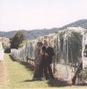 Still amongst the vines