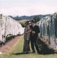 Amongst the vines